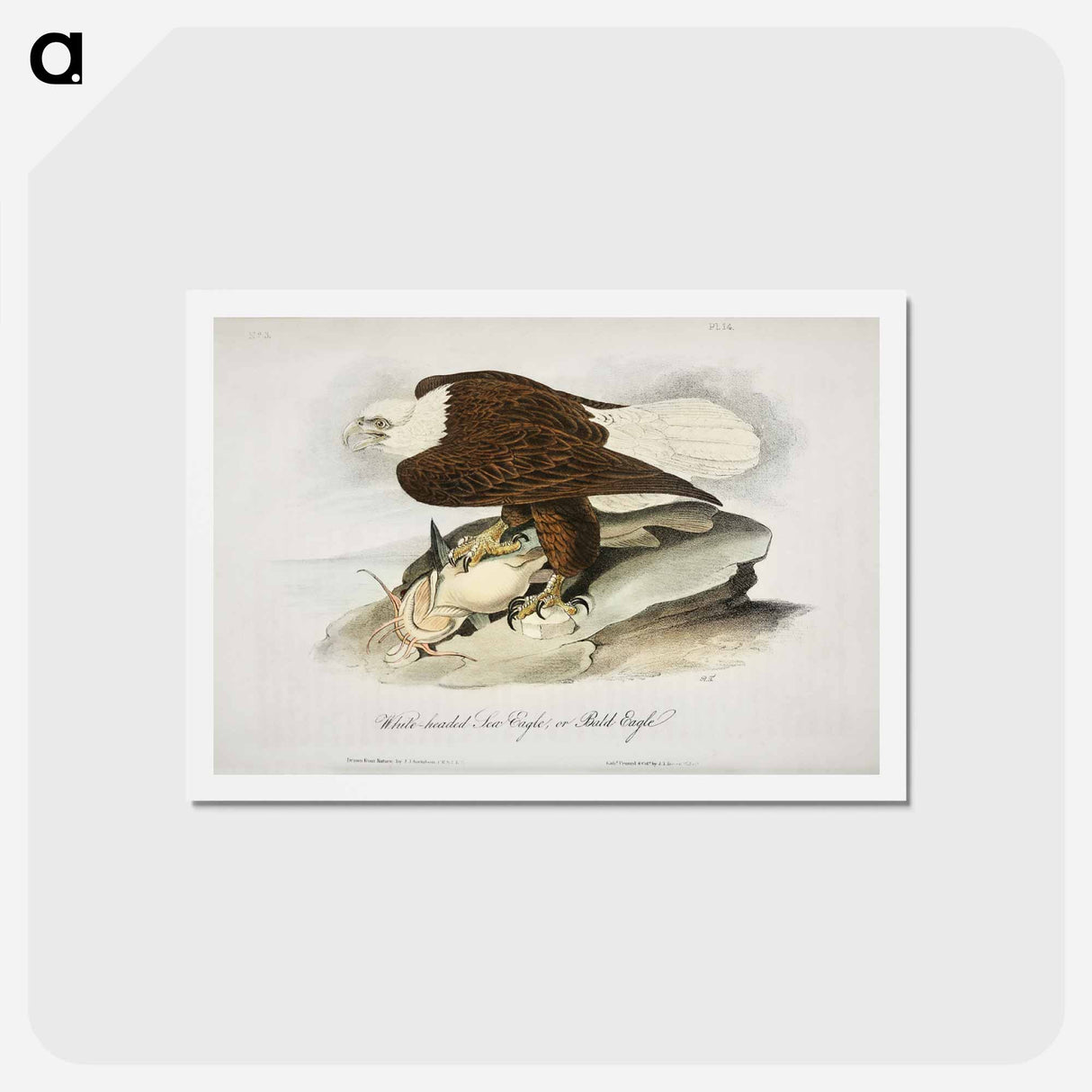 アートポストカード-Birds of America
 - ジョン ジェームス オーデュボン Postcard.