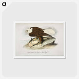 アートポストカード-Birds of America
 - ジョン ジェームス オーデュボン Postcard.