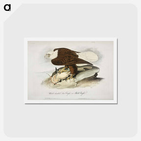 アートポストカード-Birds of America
 - ジョン ジェームス オーデュボン Postcard.