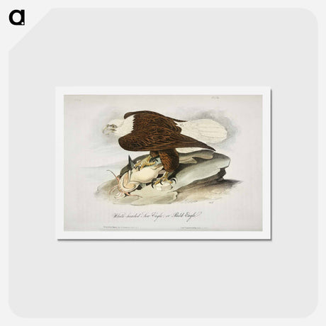 アートポストカード-Birds of America
 - ジョン ジェームス オーデュボン Postcard.