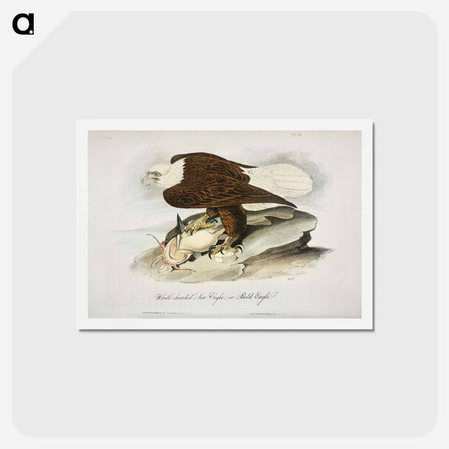 アートポストカード-Birds of America
 - ジョン ジェームス オーデュボン Postcard.