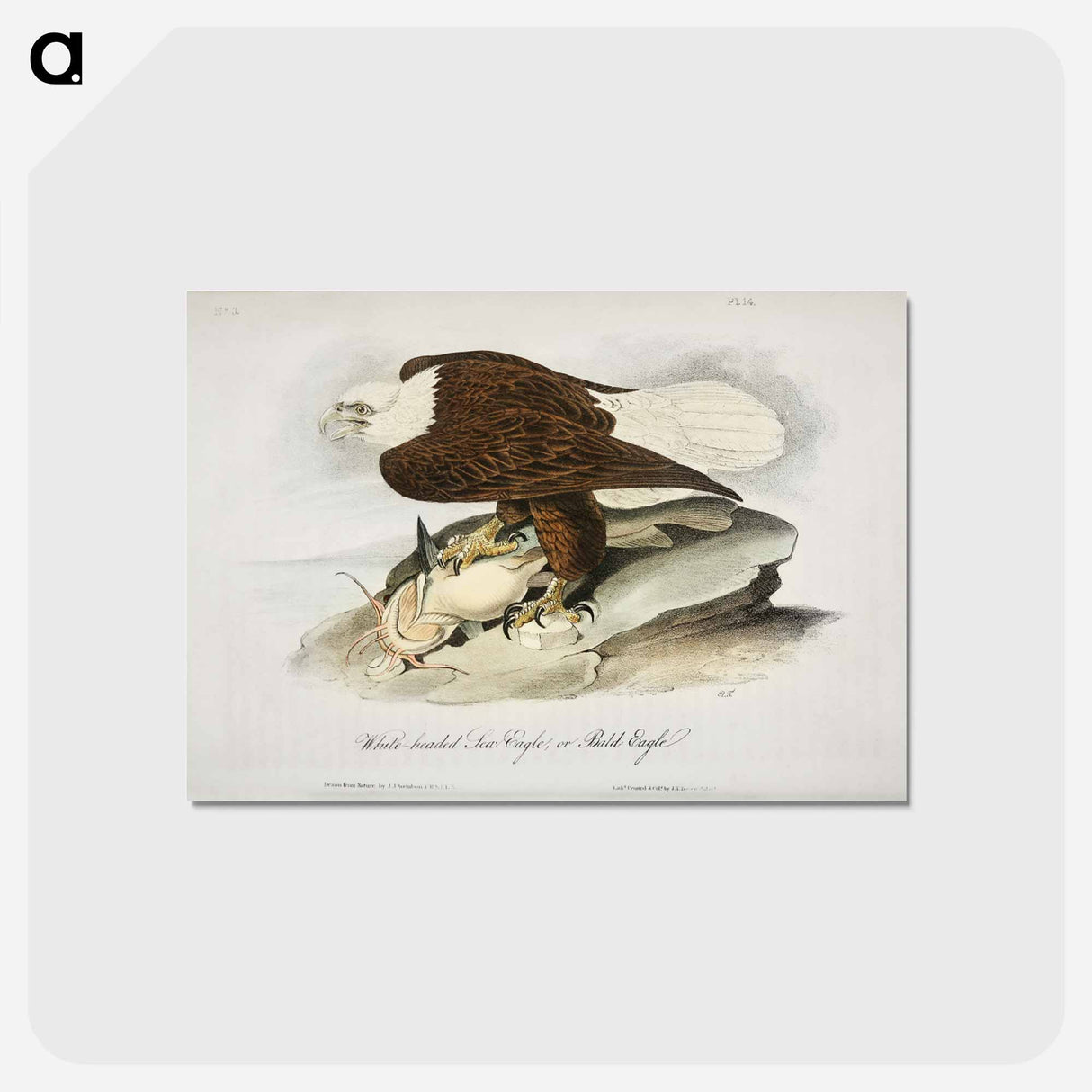 アートポストカード-Birds of America
 - ジョン ジェームス オーデュボン Postcard.