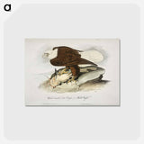 アートポストカード-Birds of America
 - ジョン ジェームス オーデュボン Postcard.