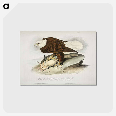 アートポストカード-Birds of America
 - ジョン ジェームス オーデュボン Postcard.