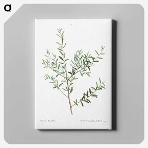 4-9_Pierre-Joseph-Redoute_canvas