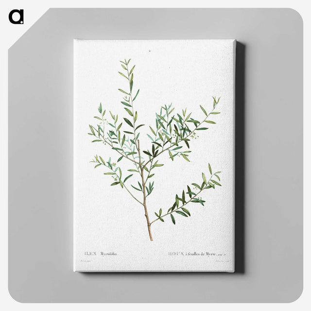 4-9_Pierre-Joseph-Redoute_canvas