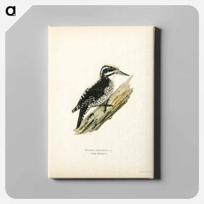 アートパネル-Three-toed Woodpecker
 - スヴェンスカ フォグラル Canvas.