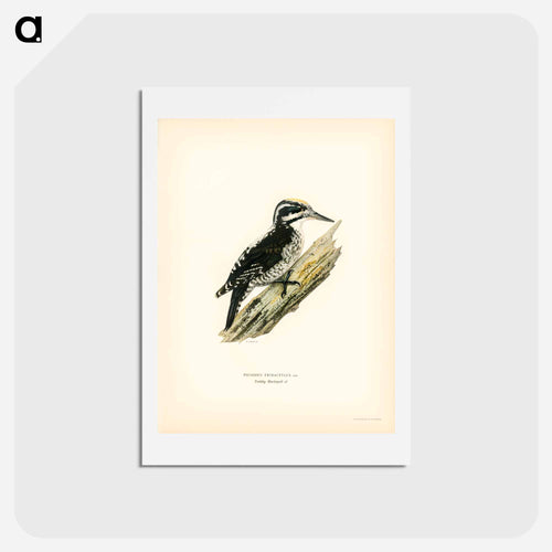 Three-toed Woodpecker
 - スヴェンスカ フォグラル Postcard.