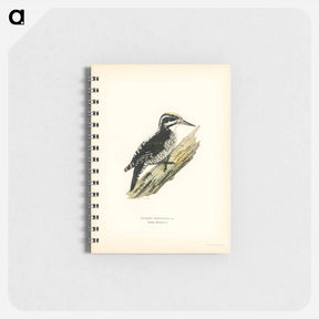 アートメモ帳-Three-toed Woodpecker
 - スヴェンスカ フォグラル Memo.