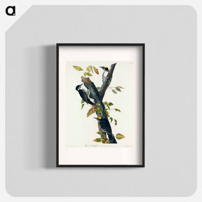 アートポスター-Three-toed Woodpecker from Birds of America
 - アメリカの鳥たち Poster.