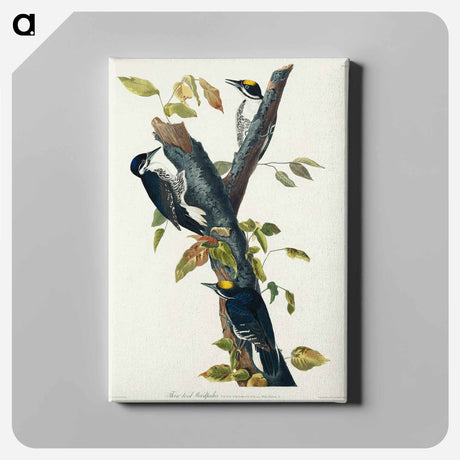 アートパネル-Three-toed Woodpecker from Birds of America
 - アメリカの鳥たち Canvas.