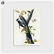 アートポストカード-Three-toed Woodpecker from Birds of America
 - アメリカの鳥たち Postcard.