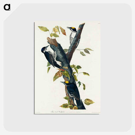 アートポストカード-Three-toed Woodpecker from Birds of America
 - アメリカの鳥たち Postcard.
