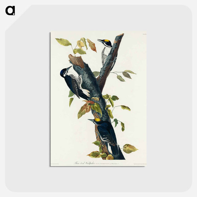 アートポストカード-Three-toed Woodpecker from Birds of America
 - アメリカの鳥たち Postcard.