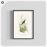 Reed Warbler
 - オーストラリアの鳥 Poster.