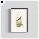 アートポスター-Reed Warbler
 - オーストラリアの鳥 Poster.