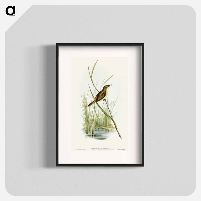アートポスター-Reed Warbler
 - オーストラリアの鳥 Poster.