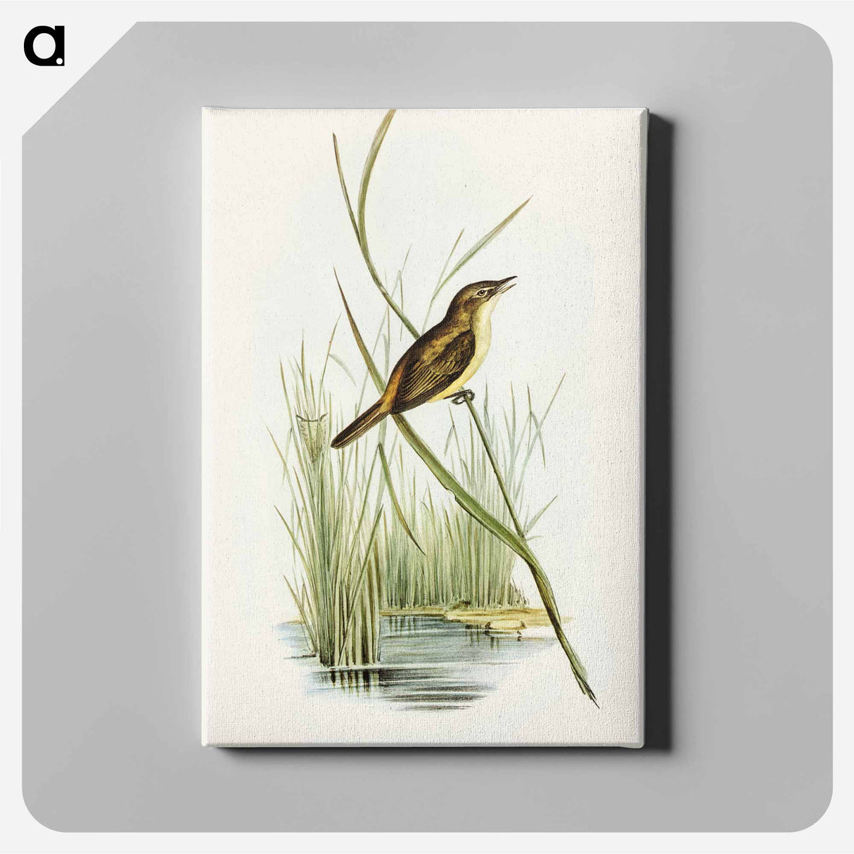 Reed Warbler
 - オーストラリアの鳥 Canvas.