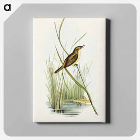 アートパネル-Reed Warbler
 - オーストラリアの鳥 Canvas.