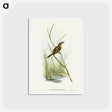 アートポストカード-Reed Warbler
 - オーストラリアの鳥 Postcard.