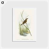 アートポストカード-Reed Warbler
 - オーストラリアの鳥 Postcard.