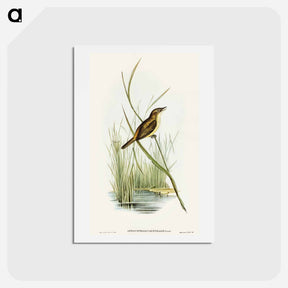 アートポストカード-Reed Warbler
 - オーストラリアの鳥 Postcard.