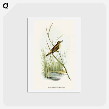 アートポストカード-Reed Warbler
 - オーストラリアの鳥 Postcard.