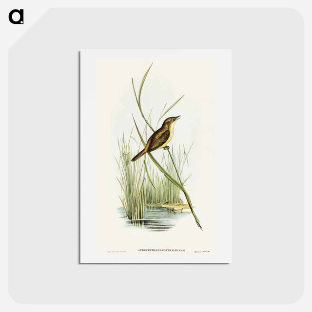 アートポストカード-Reed Warbler
 - オーストラリアの鳥 Postcard.
