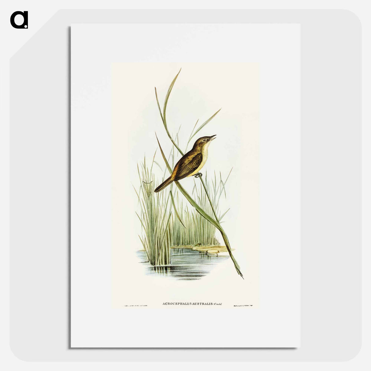 アートポスター-Reed Warbler
 - オーストラリアの鳥 Poster.