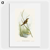 アートポスター-Reed Warbler
 - オーストラリアの鳥 Poster.