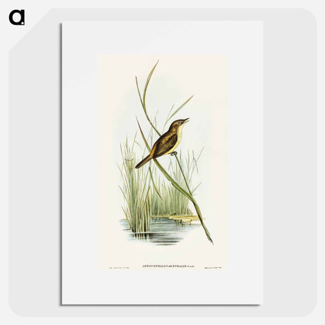 アートポスター-Reed Warbler
 - オーストラリアの鳥 Poster.