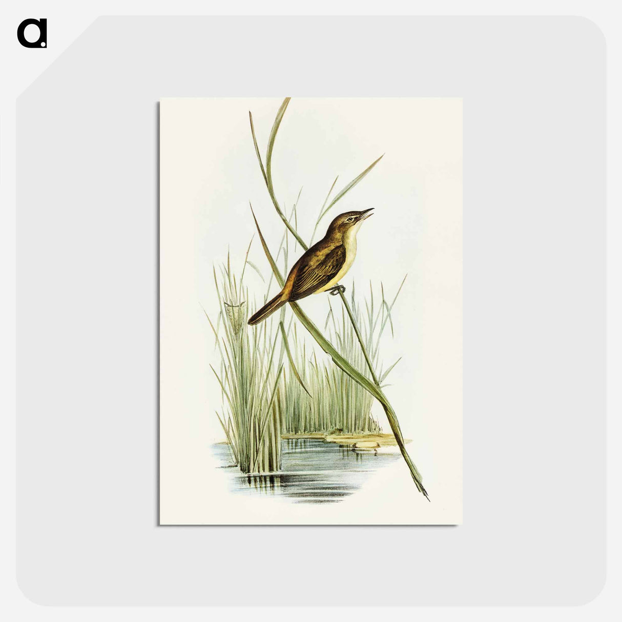アートポストカード-Reed Warbler
 - オーストラリアの鳥 Postcard.