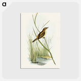 アートポストカード-Reed Warbler
 - オーストラリアの鳥 Postcard.