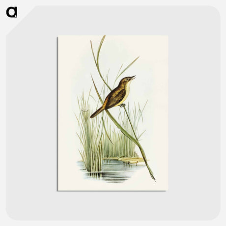 アートポストカード-Reed Warbler
 - オーストラリアの鳥 Postcard.