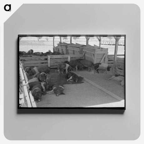 アートパネル-Hogs at Casa Grande Valley Farms
 - ラッセル リー Canvas.