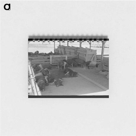 アートメモ帳-Hogs at Casa Grande Valley Farms
 - ラッセル リー Memo.