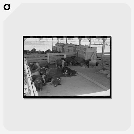 アートポストカード-Hogs at Casa Grande Valley Farms
 - ラッセル リー Postcard.