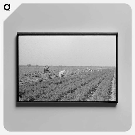 アートパネル-Mexican Carrot Workers
 - ラッセル リー Canvas.