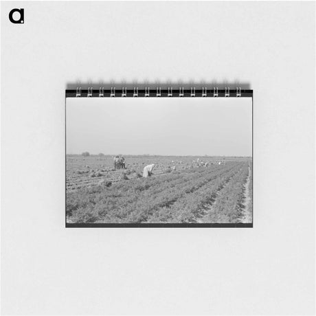 アートメモ帳-Mexican Carrot Workers
 - ラッセル リー Memo.