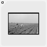アートポストカード-Mexican Carrot Workers
 - ラッセル リー Postcard.