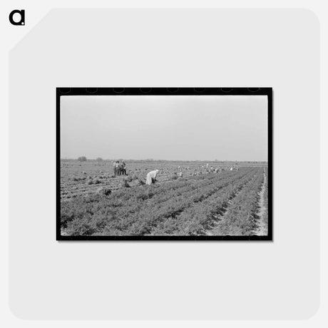 アートポストカード-Mexican Carrot Workers
 - ラッセル リー Postcard.