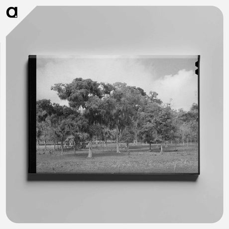 アートパネル-Spanish Moss, Refugio County
 - ラッセル リー Canvas.