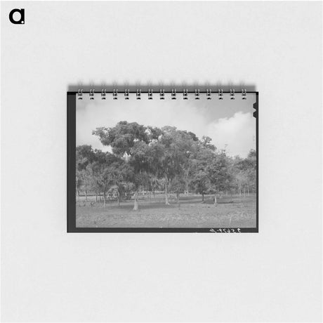 アートメモ帳-Spanish Moss, Refugio County
 - ラッセル リー Memo.
