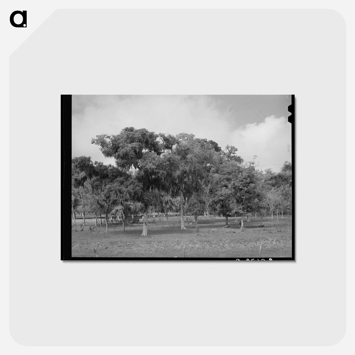 アートポストカード-Spanish Moss, Refugio County
 - ラッセル リー Postcard.