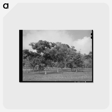 アートポストカード-Spanish Moss, Refugio County
 - ラッセル リー Postcard.