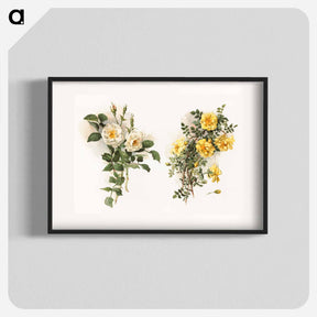 アートポスター-Yellow Roses
 - ボストン公共図書館 Poster.
