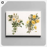 アートパネル-Yellow Roses
 - ボストン公共図書館 Canvas.