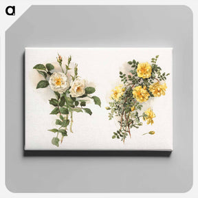 アートパネル-Yellow Roses
 - ボストン公共図書館 Canvas.