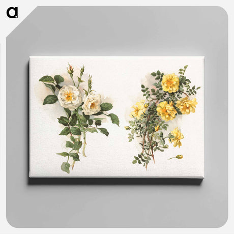 アートパネル-Yellow Roses
 - ボストン公共図書館 Canvas.
