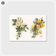 アートポストカード-Yellow Roses
 - ボストン公共図書館 Postcard.